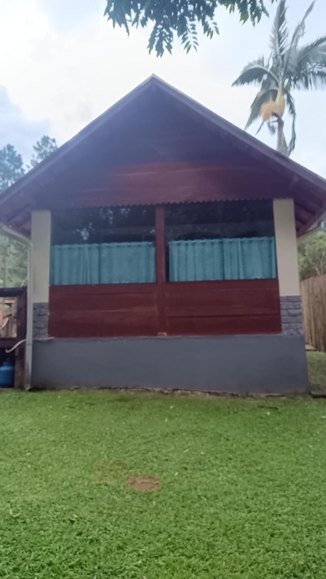 Palmeira Azul Visconde de Mauá