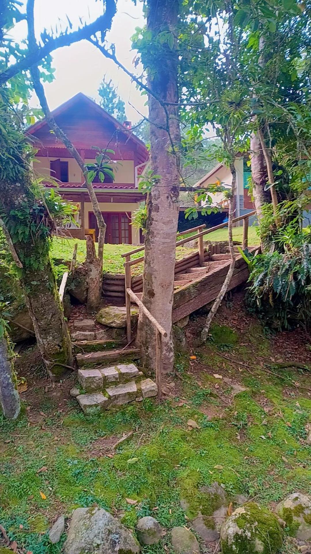Palmeira Azul