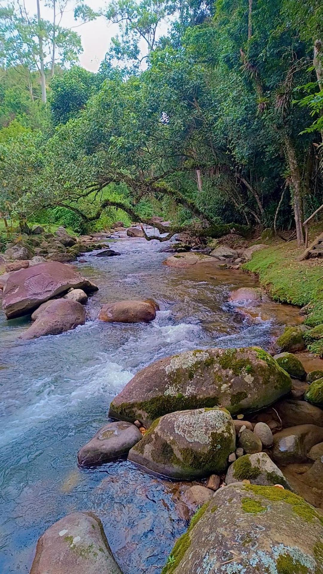 Palmeira Azul Visconde de Mauá